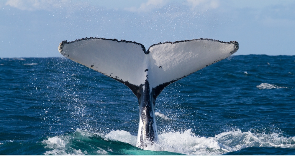 avistamento de baleias em arraial do cabo